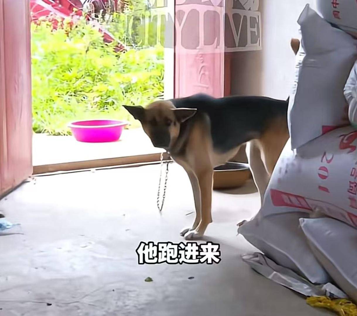 9岁男孩去同学家串门被拴住的狗咬伤引赔偿纠纷，狗主应担责吗？律师释法