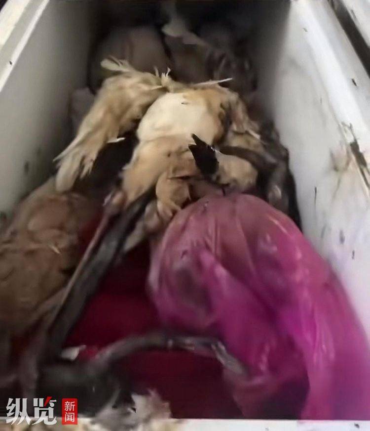 哈尔滨一动物园冰柜内现大量野生动物尸体，动物园称系自然死亡用于科普教育 自规局：公安部门已牵头处理