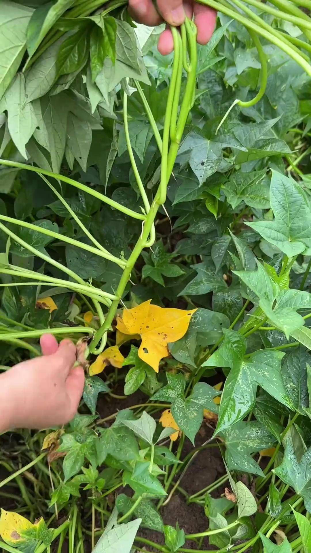 没想到红薯杆子这样腌着吃,真的太香太脆了,非常好吃