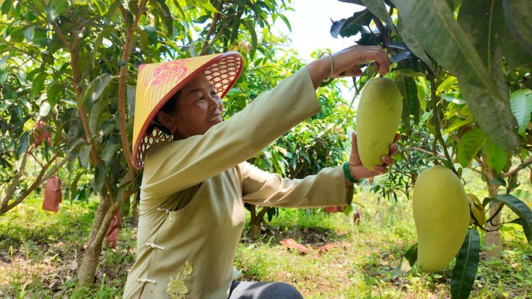 青山苗长成 "致富果":广南板蚌乡芒果基地铺就助农增收路