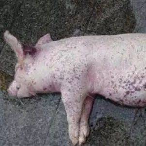 在猪病治疗过程中,一定要记住逆向思维治未病......_措施_疾病_猪猪