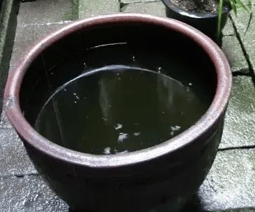 家里的这几个地方，正悄悄“养”出花斑蚊！快自查→