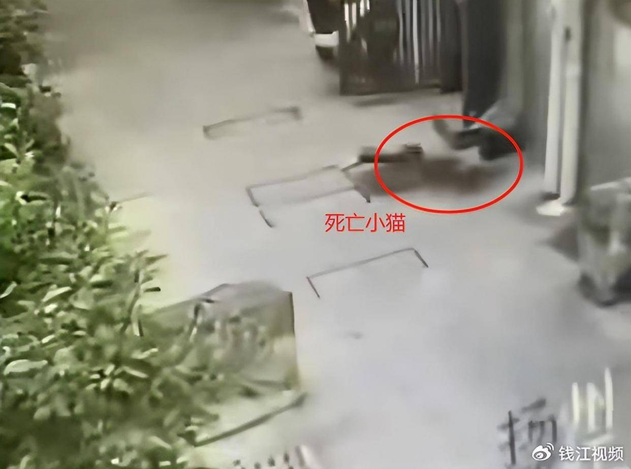 江苏扬州三甲医院一医生持弓箭射杀流浪猫，当地卫健委回应