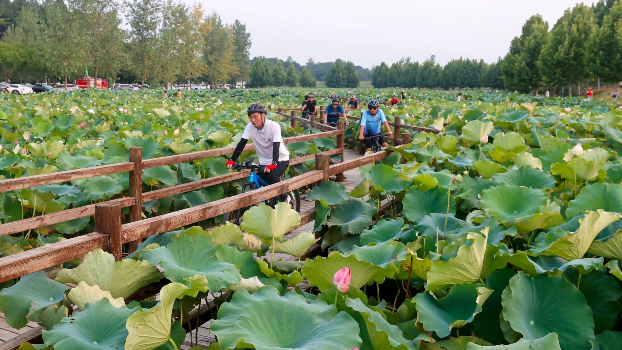 江西湖口:欢笑映荷塘 文旅促振兴