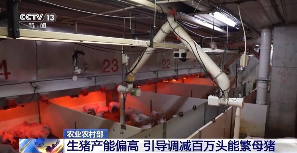 “第二哥哥”的价值需要稳定。猪肉公司开始为猪“减肥”→