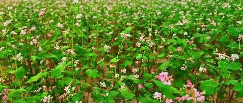新集乡：荞花烂漫竞相开 丰收画卷映前来_种植_加工_产业
