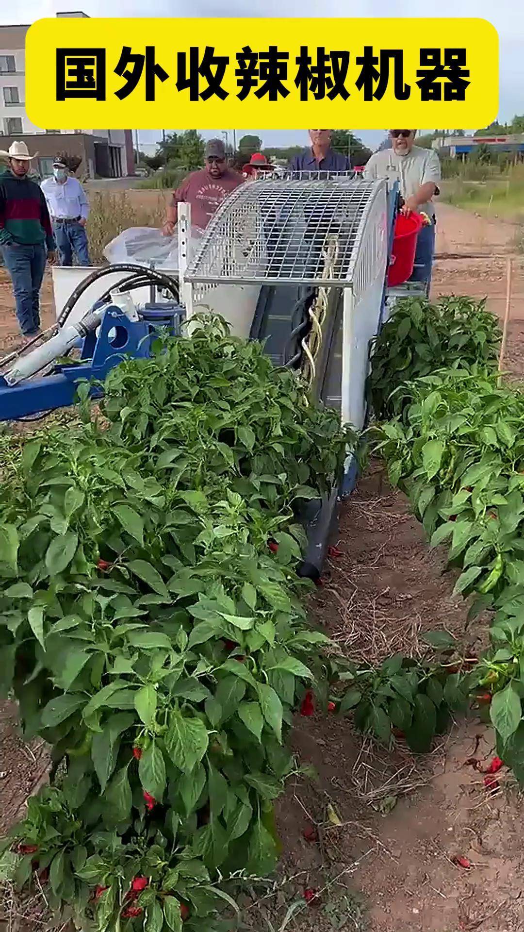 围观老外采摘辣椒神器现代农业机械辣椒