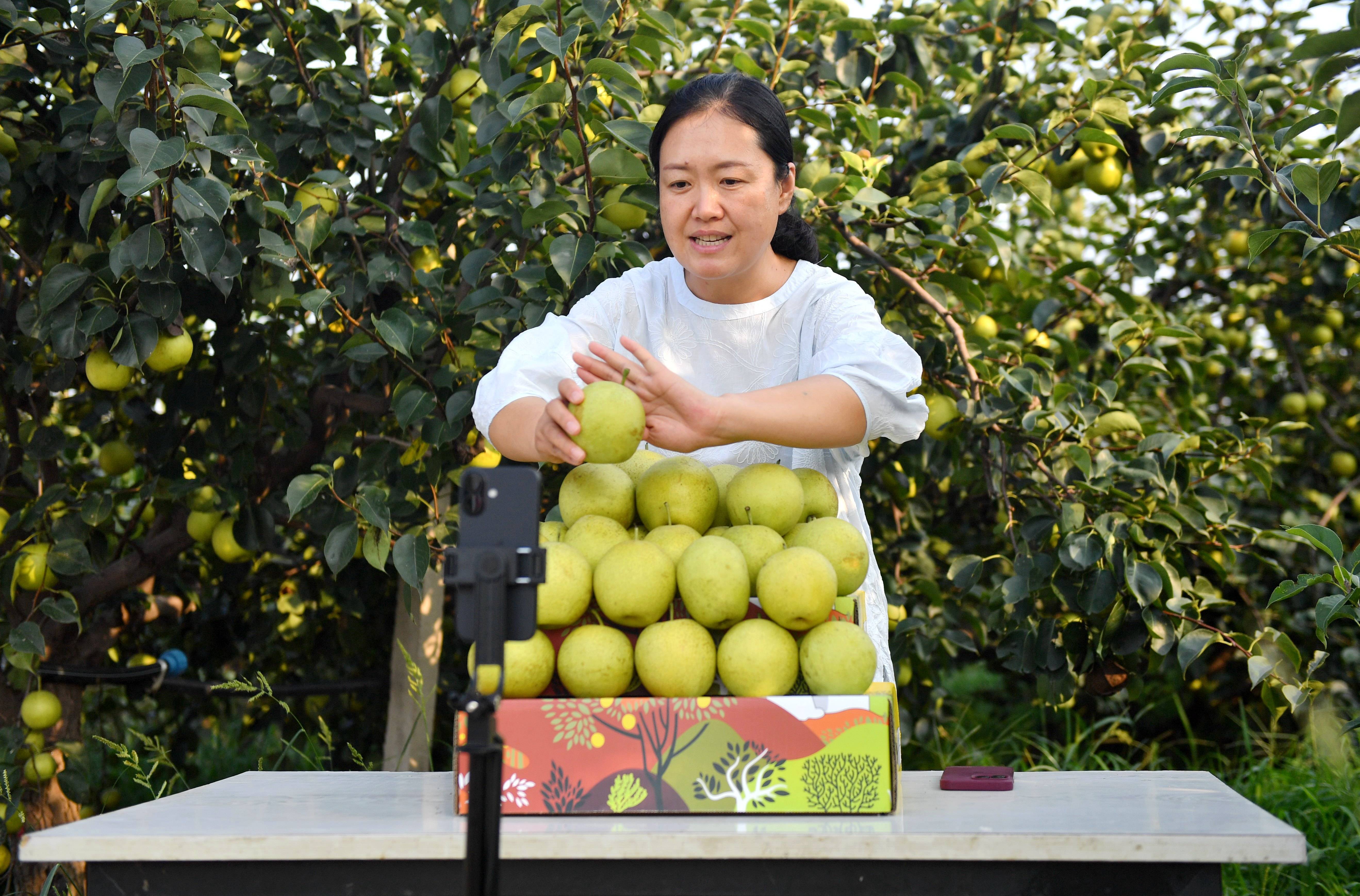 河北威县:"威梨"丰收香满园