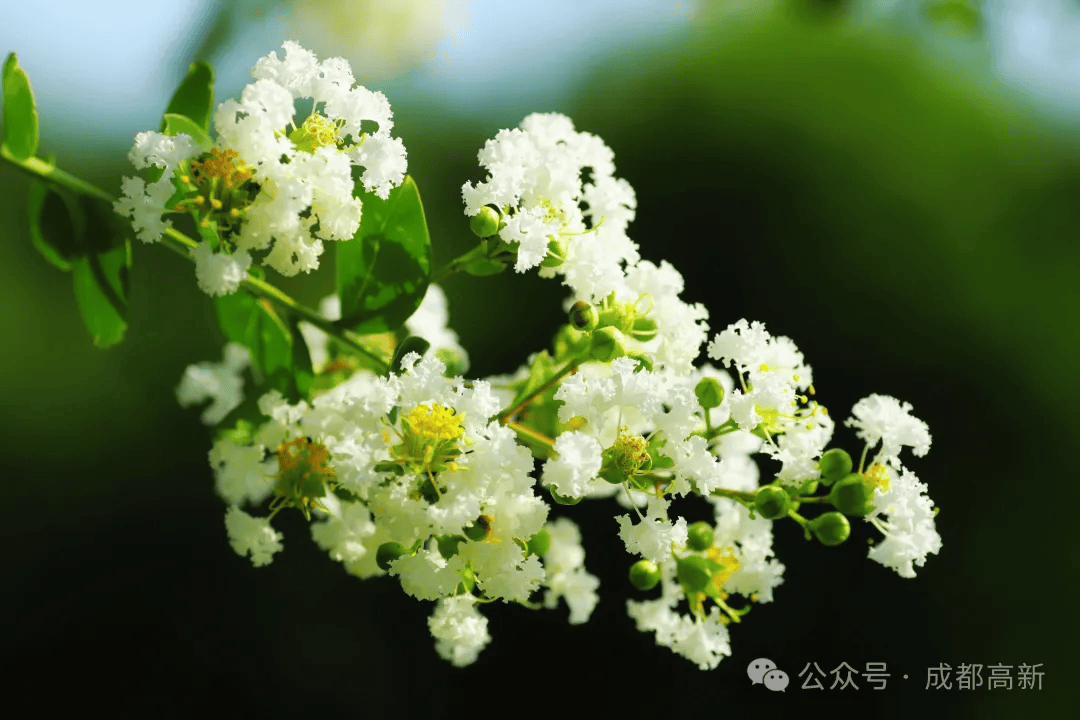 花有"百日红",随手一拍都是美景!