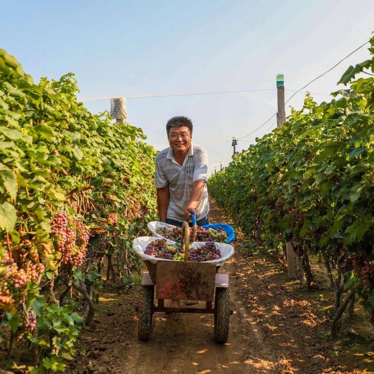 清丰:葡萄串起致富新希望_种植_孟村_产业