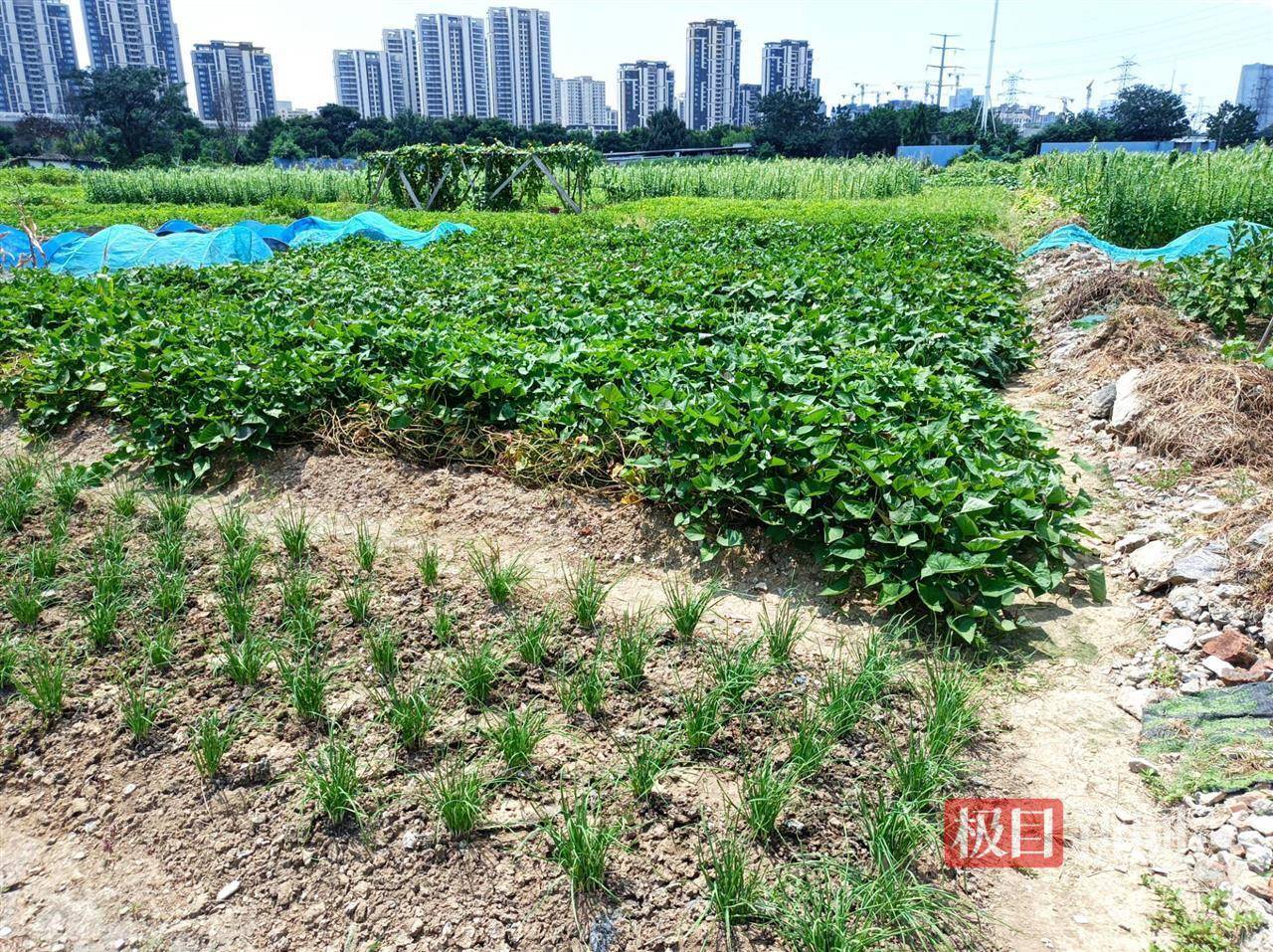 两年轻女子凌晨到合肥一处菜地偷菜，被抓后赔了2000元，种菜人：有人拿袋子偷菜像进货