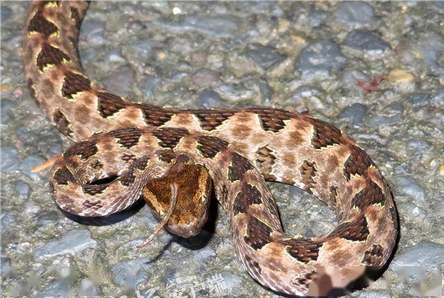 2017年青城山发现 "独角蛇"? 头上长出 "犄角", 专家:没见过科学报道