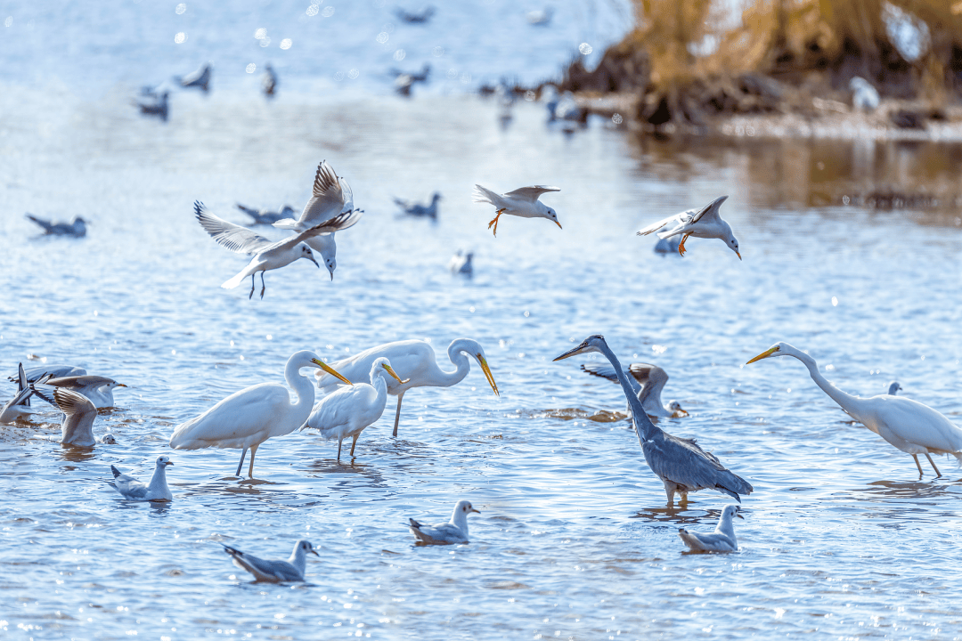 图片[5]-东北最被低估的凉爽小城，别再只说它“油”了 -华闻时空