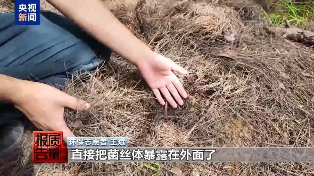 蘑菇可能“断子绝孙”！云南大理发布通告：禁止这些行为