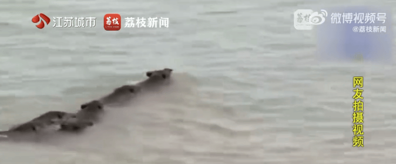 南京6头野猪组团横渡长江，成功上岸，专家推测是全家出动觅食