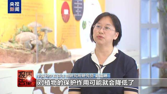 云南大理“采菌游”爆火 无序采摘已引发多起警情