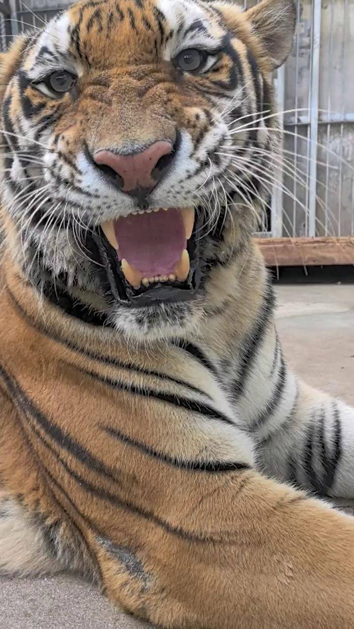 东北虎王的幸福生活!动物世界 动物 动物园最忙的老虎