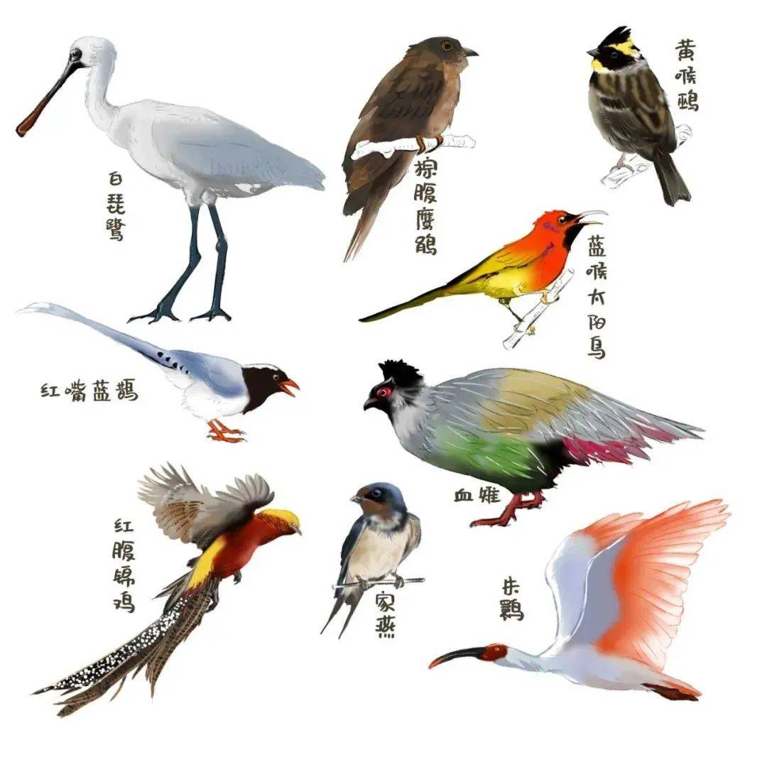 在西安,有一群"稀客"