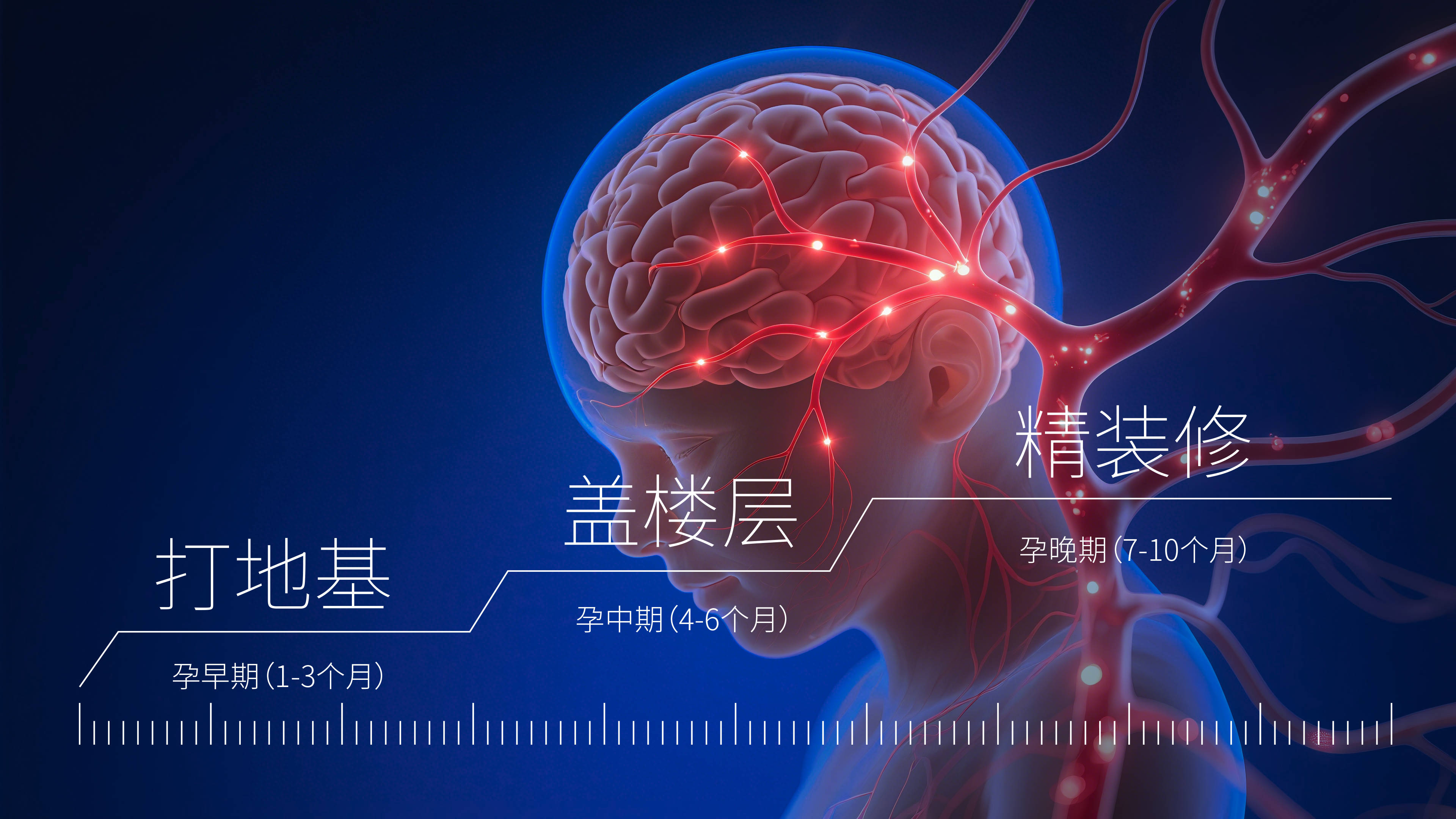 你喘口气的功夫,宝宝的大脑里已经上演了一场"细胞核爆",搭建起了未来