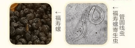 别吃！别碰！寄生虫多达上千条，近期大量出现