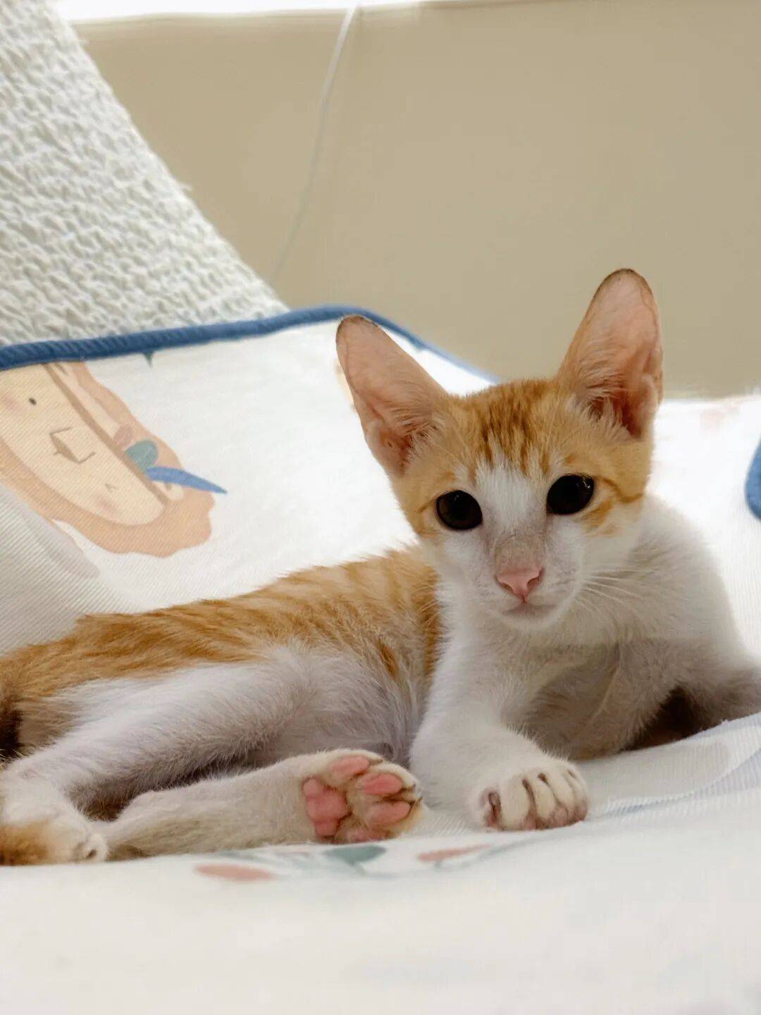 142只猫27只狗待领养