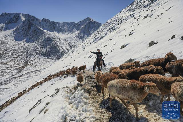 新疆阿勒泰秋雪阻转场 边境民辅警暖心护航