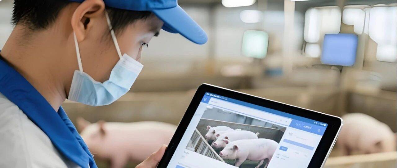 规模猪场核心指标的数据化管理_成本高_饲料_费用