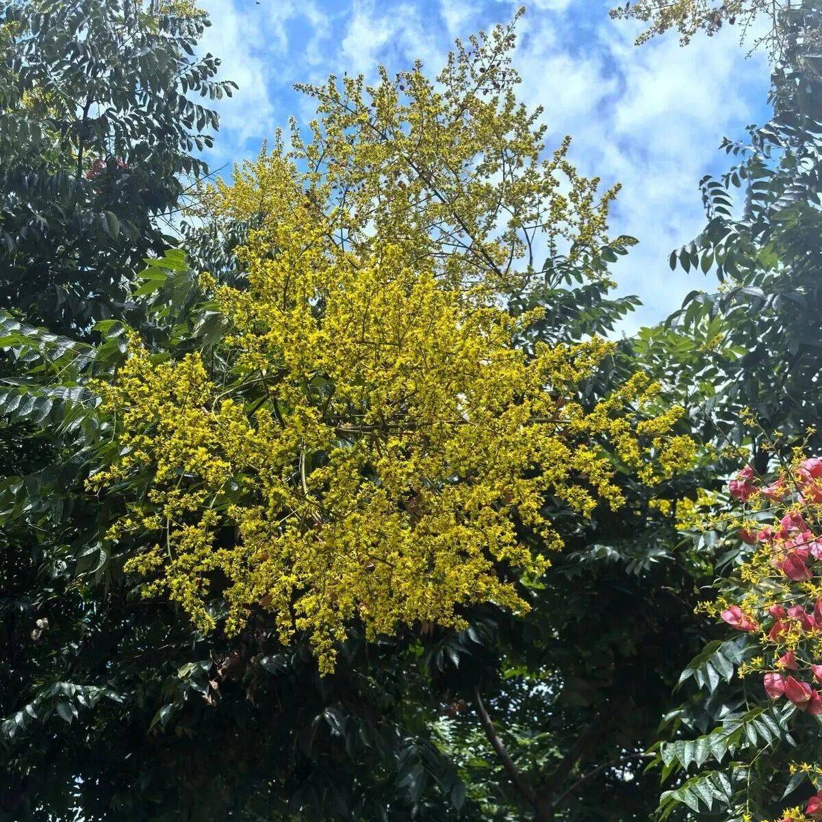 栾树花开 ! 惊艳乌蒙水乡公园_枝头_种子_染料