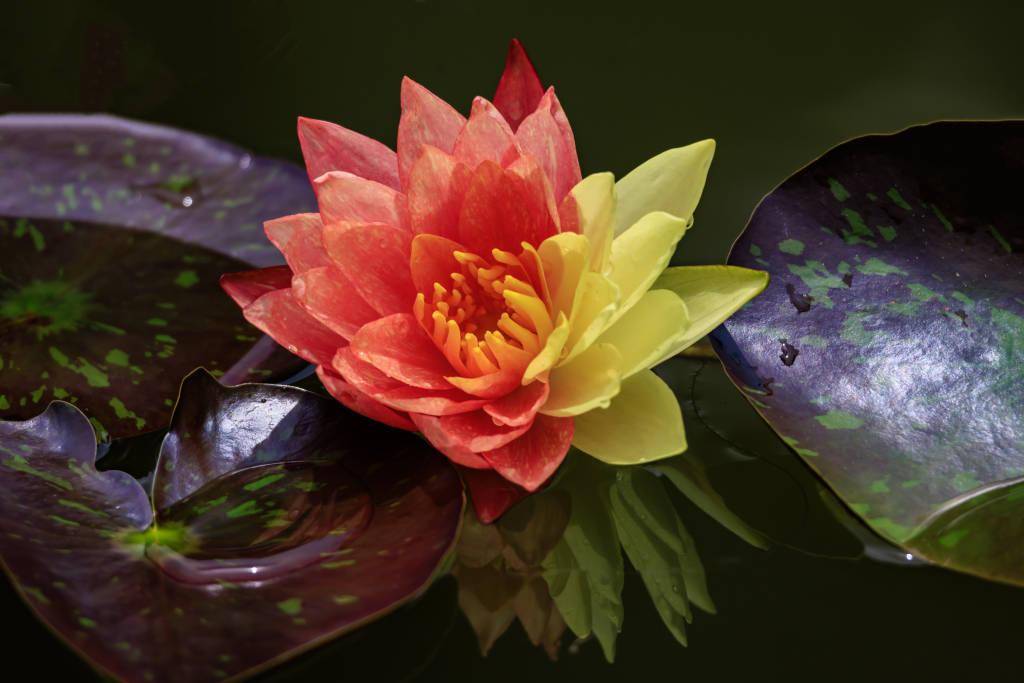 昆明:红黄双色万维莎睡莲绽放