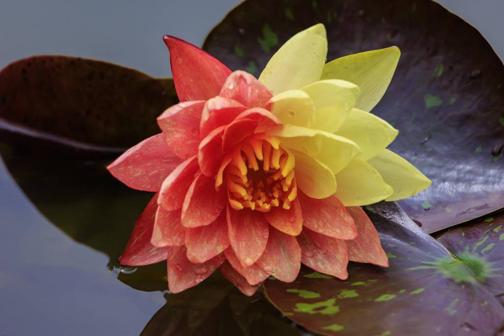 昆明:红黄双色万维莎睡莲绽放