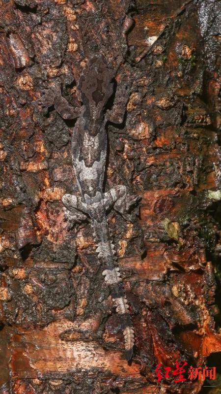 被称为“滑翔壁虎”！云南发现我国第二种伞虎亚属物种“盈江伞虎”