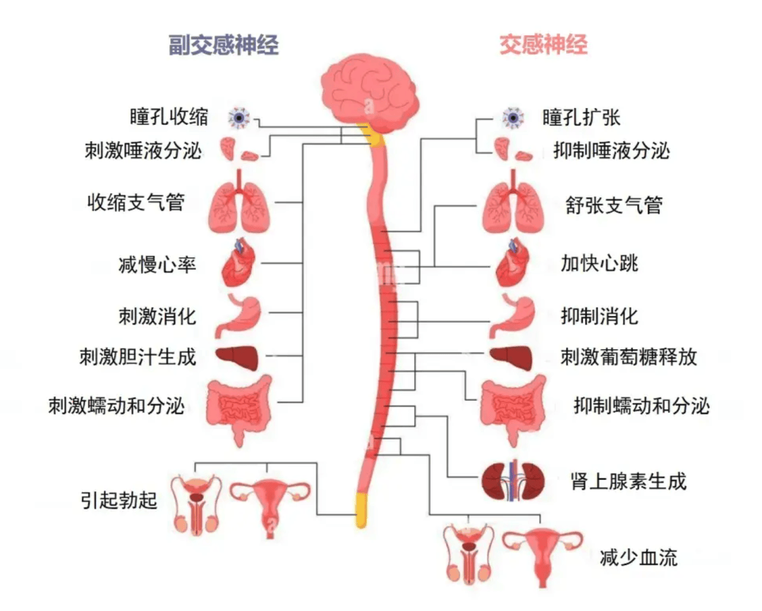 手表的压力测试其实是骗你的，准确率约等于算命。