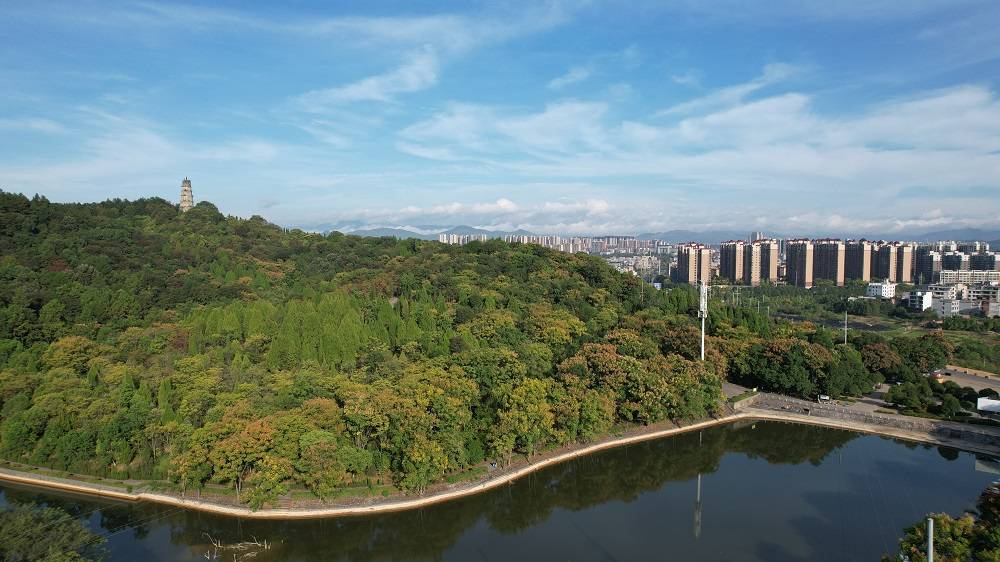 新田:栾树花开扮靓城市秋日美景_新田县_景观_公园