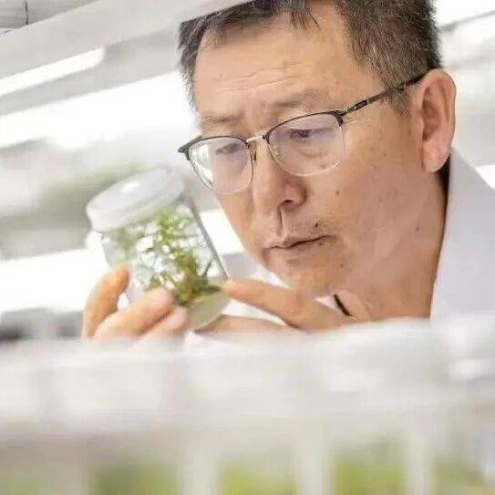 张应龙：治沙二十年 绿富双赢路_生态_产业_模式
