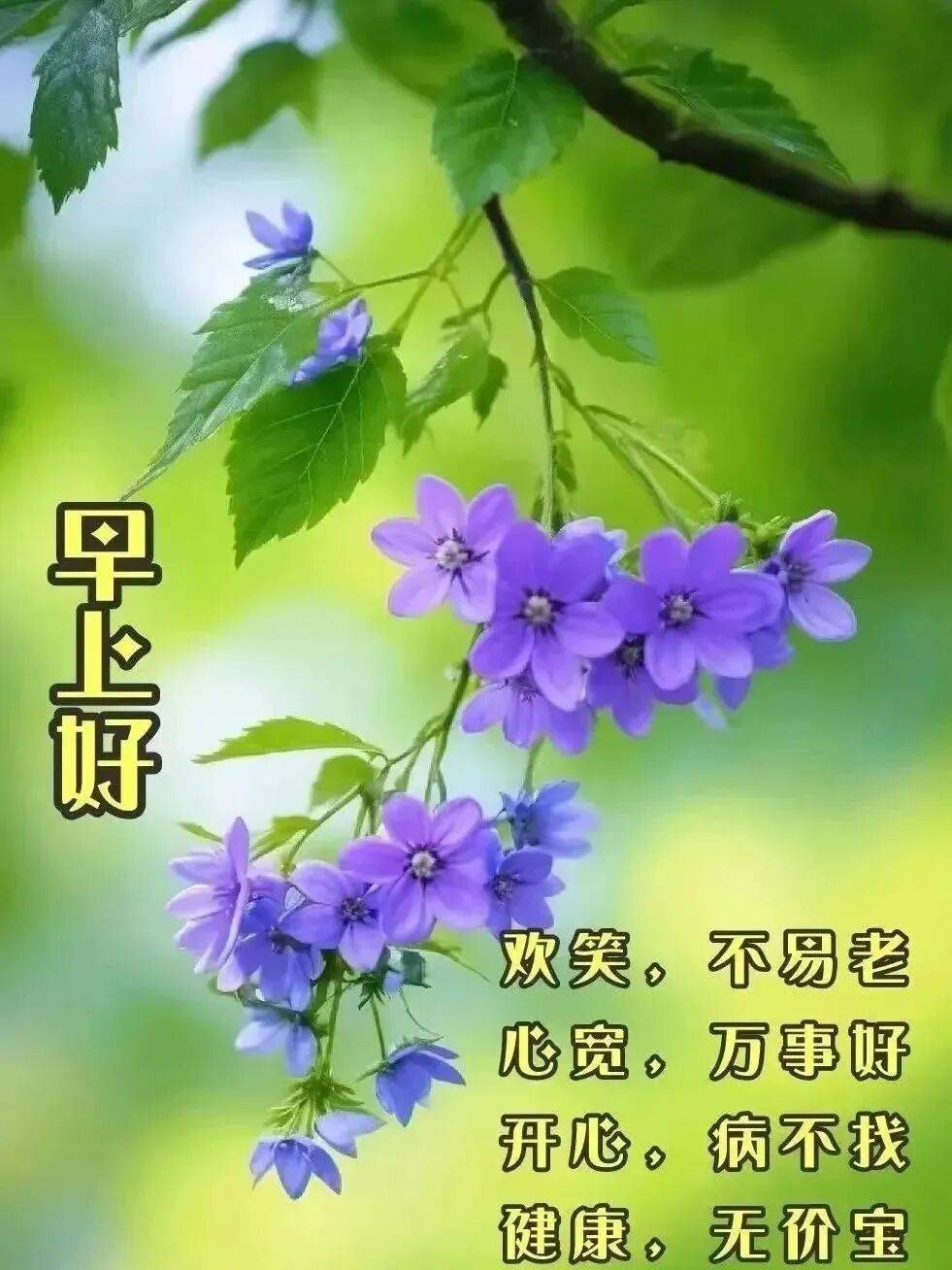 大家早上好今日生肖运势(今日大吉生肖)