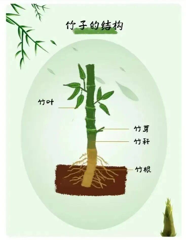 竹子的结构经过查阅资料,我们发现,原来竹子是草,是一种草本科植物,这