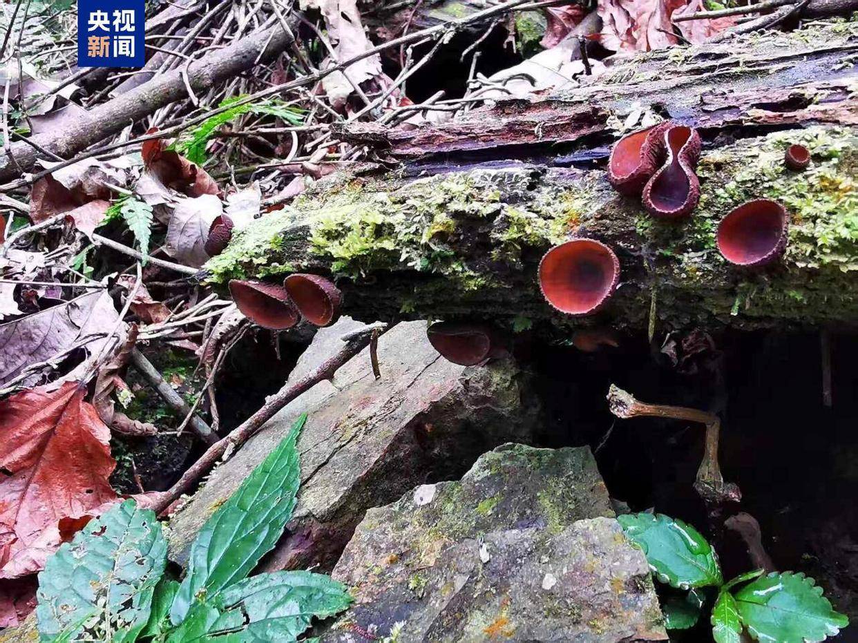 广西大明山保护区发现真菌新种