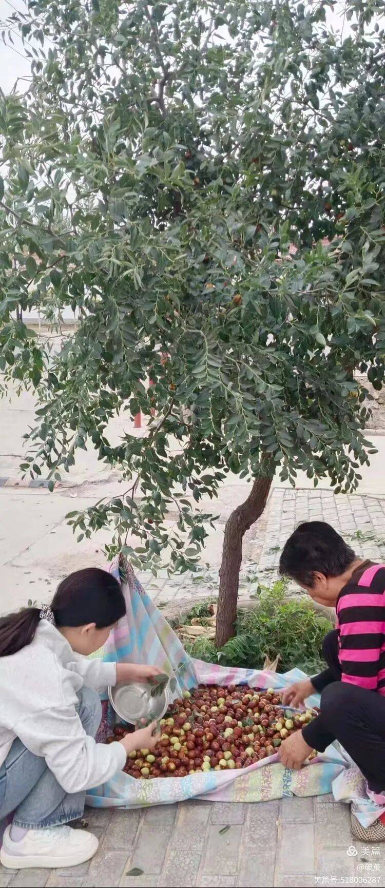 我们的节日·秋分 | 秋分至 丰收时
