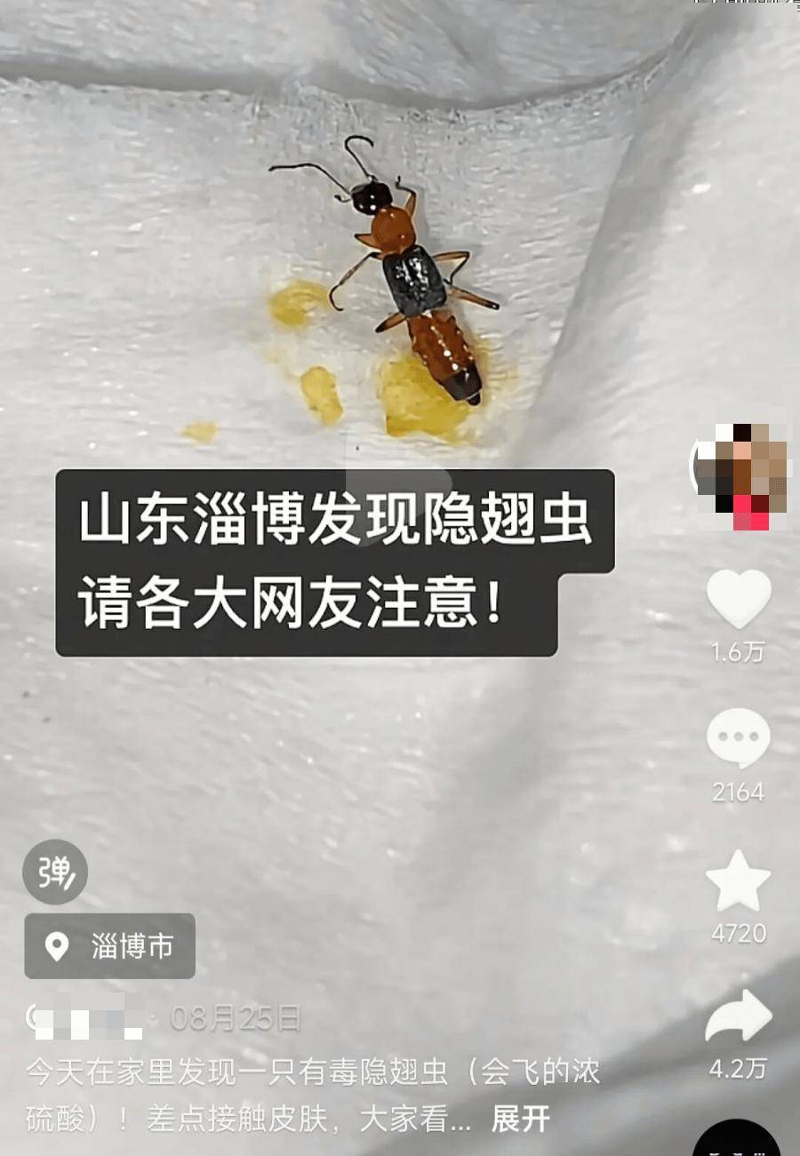在潮湿的草地,菜园等阴暗处隐翅虫又被称为"影子虫""青腰虫"又到了