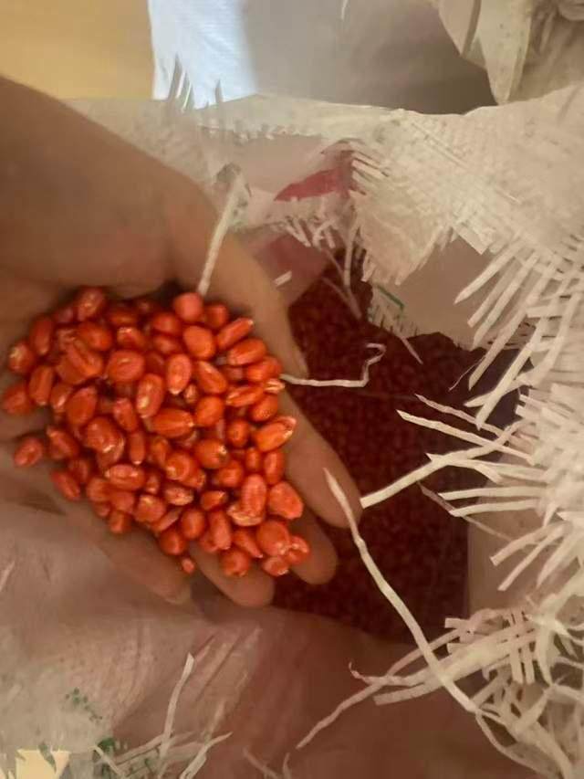 男子包地千亩种玉米疑遇假种子，损失百余万索赔遇难题；农业部门回应
