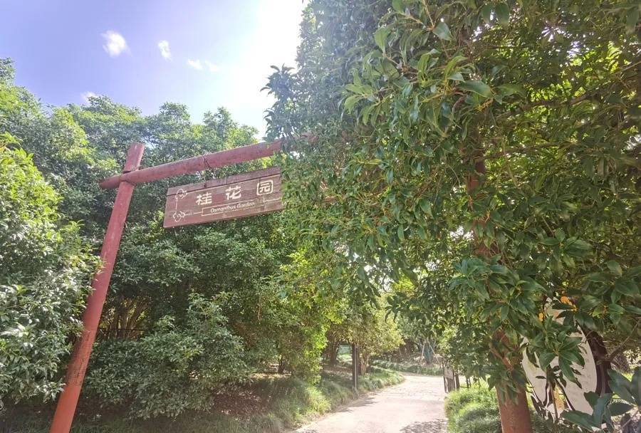 上海天气大反转！雨水+冷空气来袭，气温将骤降...“差不多行了，再热就不礼貌了”