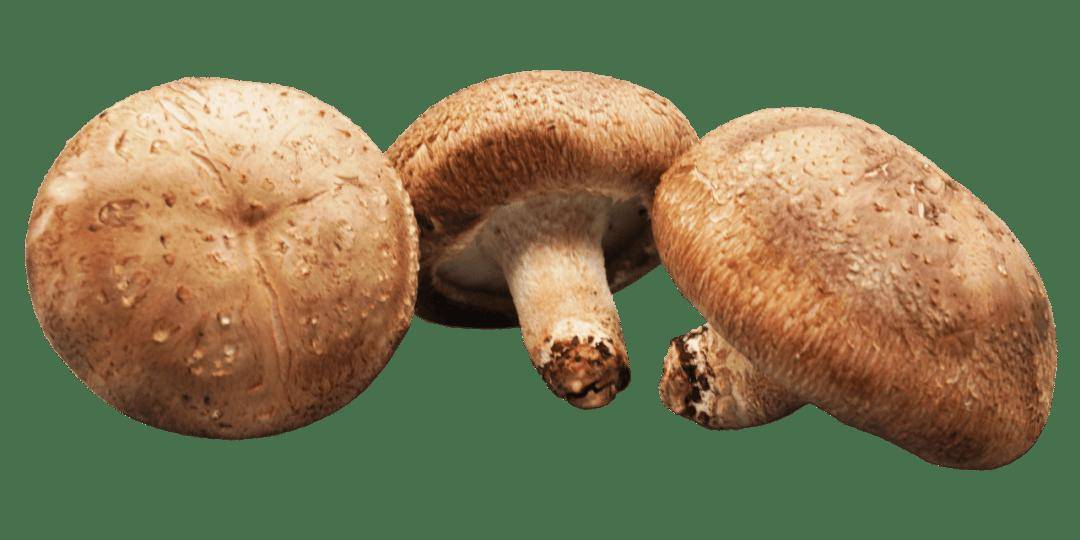 [观察者和妇产科流行科学]在秋季，营养学家与您