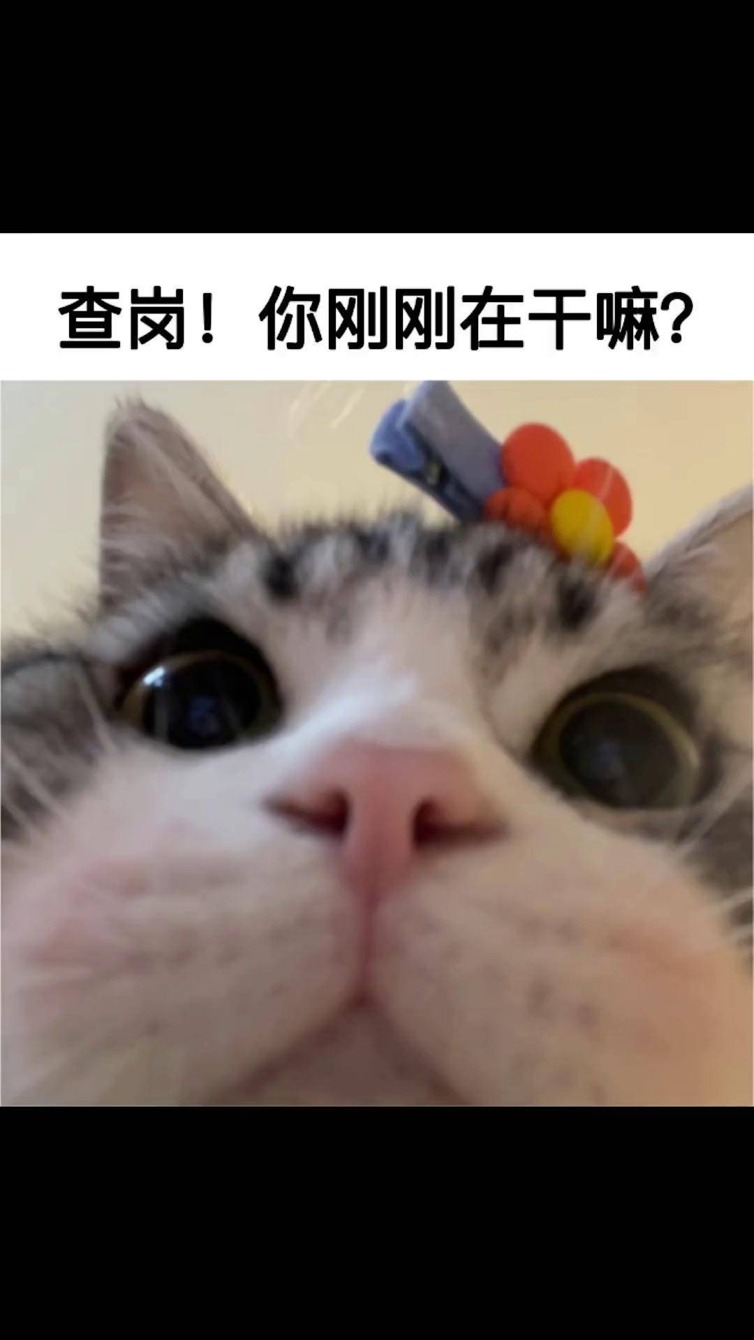 治愈猫咪 表情包