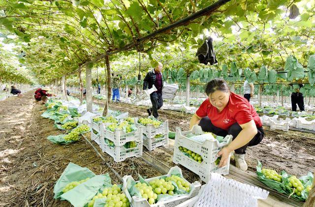 洛阳市孟津区：两万亩葡萄硕果累