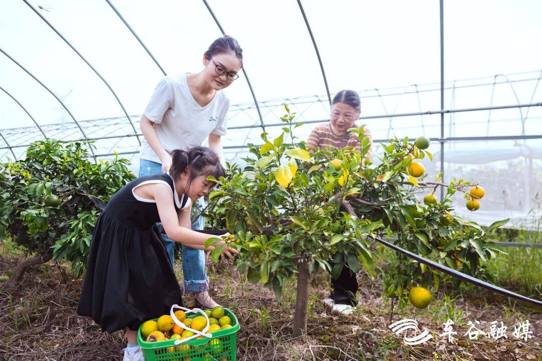国庆假期邂逅丰收季 武汉经开区采摘游受热捧