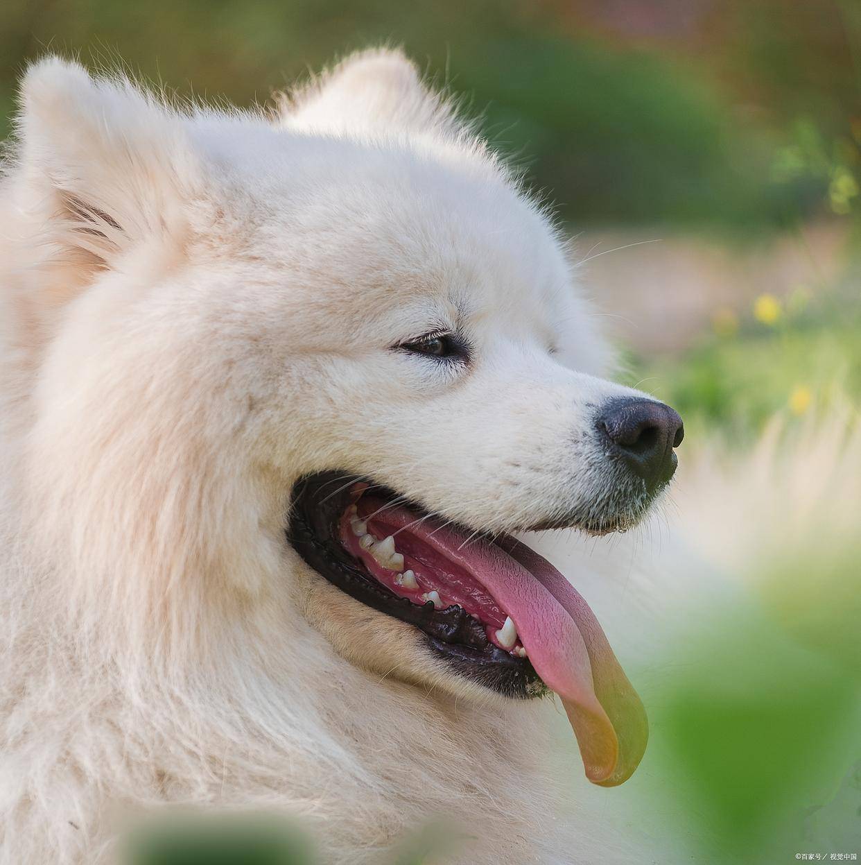 萨摩耶胖成 “糯米团子”？3 招科学减肥，不伤身还能变回高颜值！