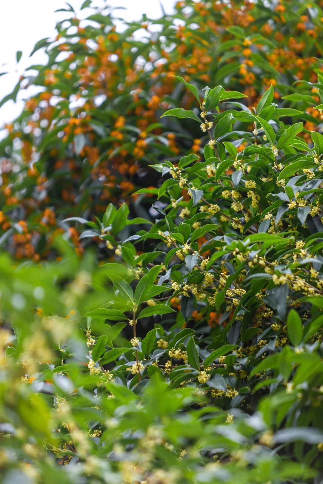 中秋快乐!月满桂子山,桂花香满山!