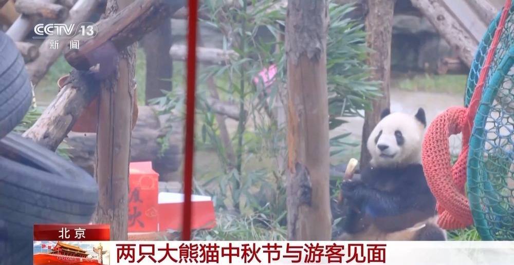 狂啃“窝头月饼”大熊猫“吉年”“福将”中秋亮相萌翻全场