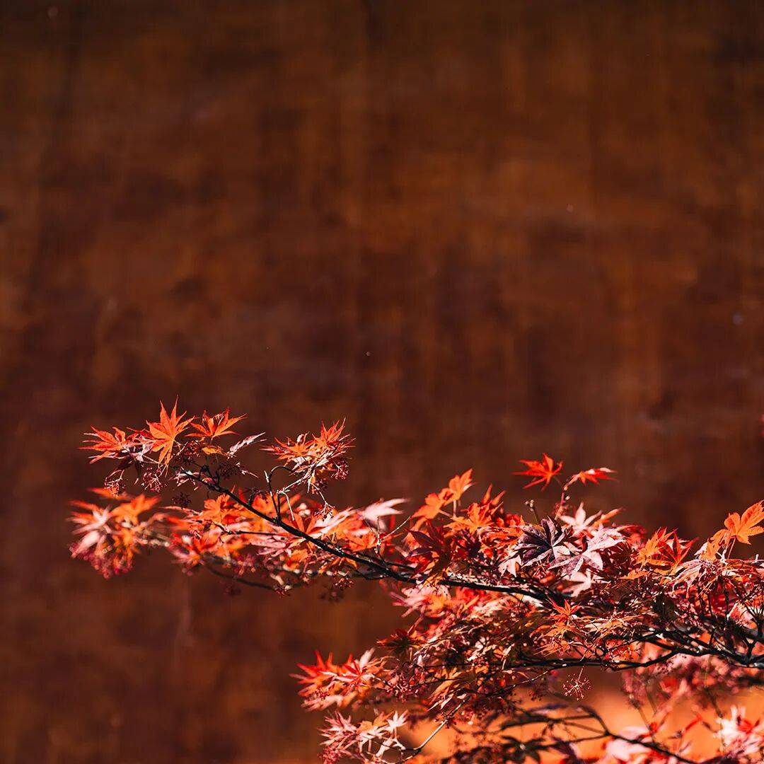 寒露节气雨未停 气温下降注意添衣