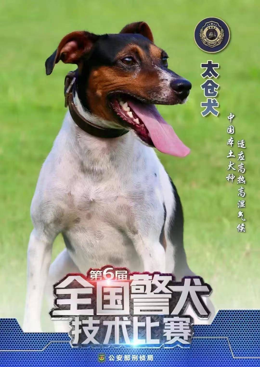我和太仓犬舒克的夺冠之路